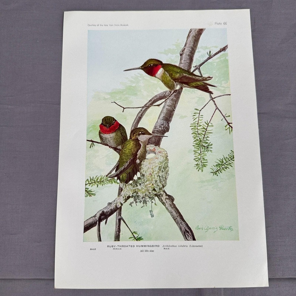 Louis Fuertes Ruby-Throated Hummingbird Nest 1936 Vintage Bird Plate Wall Art